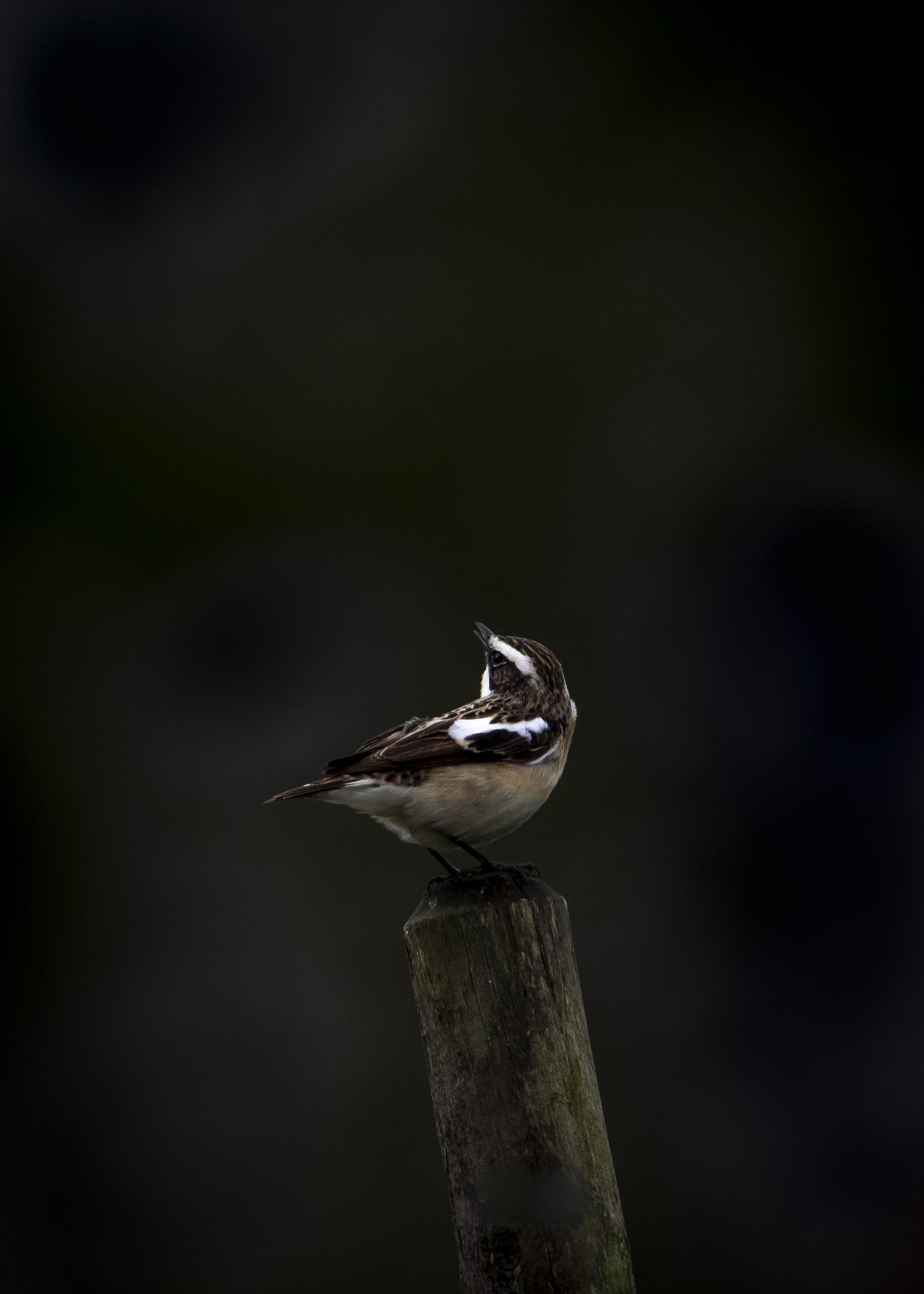 Braunkehlchen 03.jpg